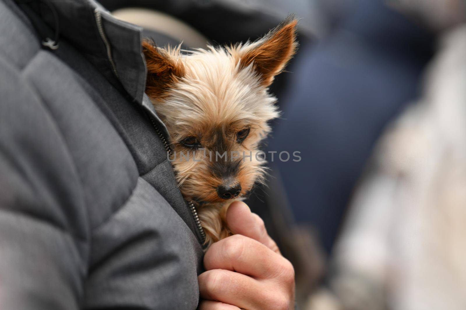 The hostess holds two Yorkshire terriers in her hands