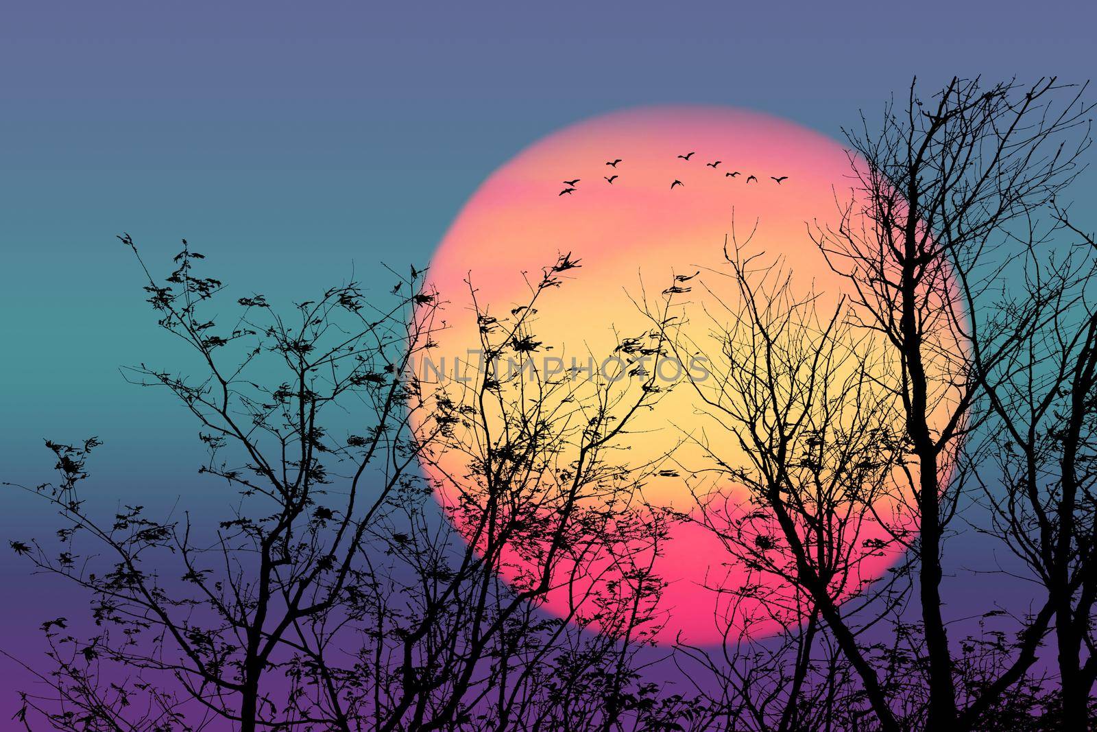 Sunset and silhouette birds flying over dry trees in the night  purple aqua blue sky