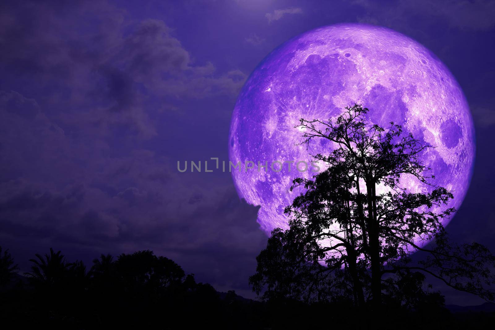 Super purple strawberry moon back on cloud and tree in the field and night sky, Elements of this image furnished by NASA