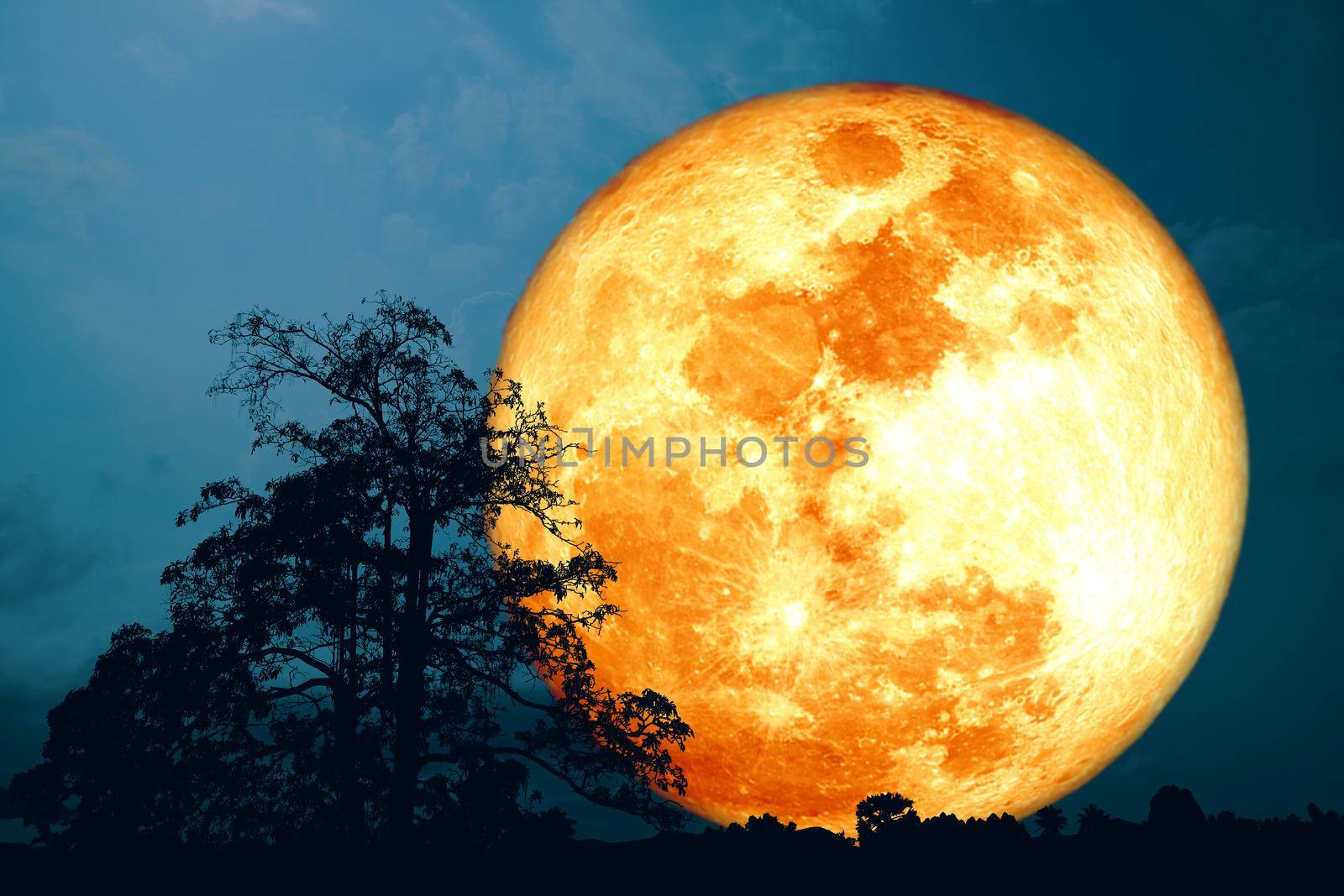 Full harvest blood moon and silhouette tree on night dark blue sky by Darkfox