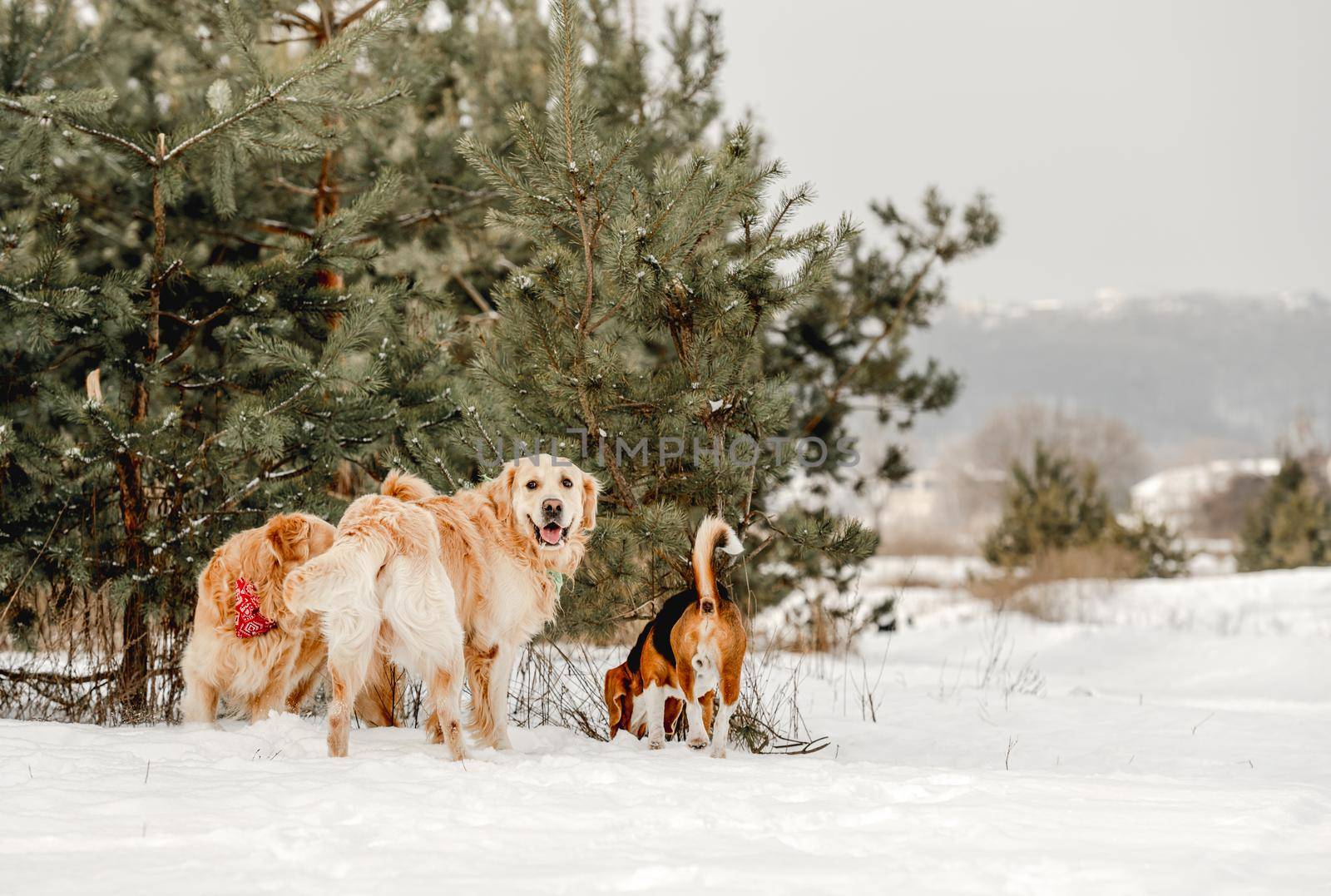 Golden retriever dog and beagle in winter time by tan4ikk1