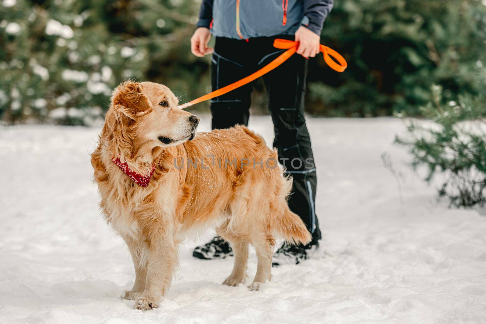 Golden retriever dog in winter time with guy owner in snow on lace. Man with doggy pet in forest in cold weather