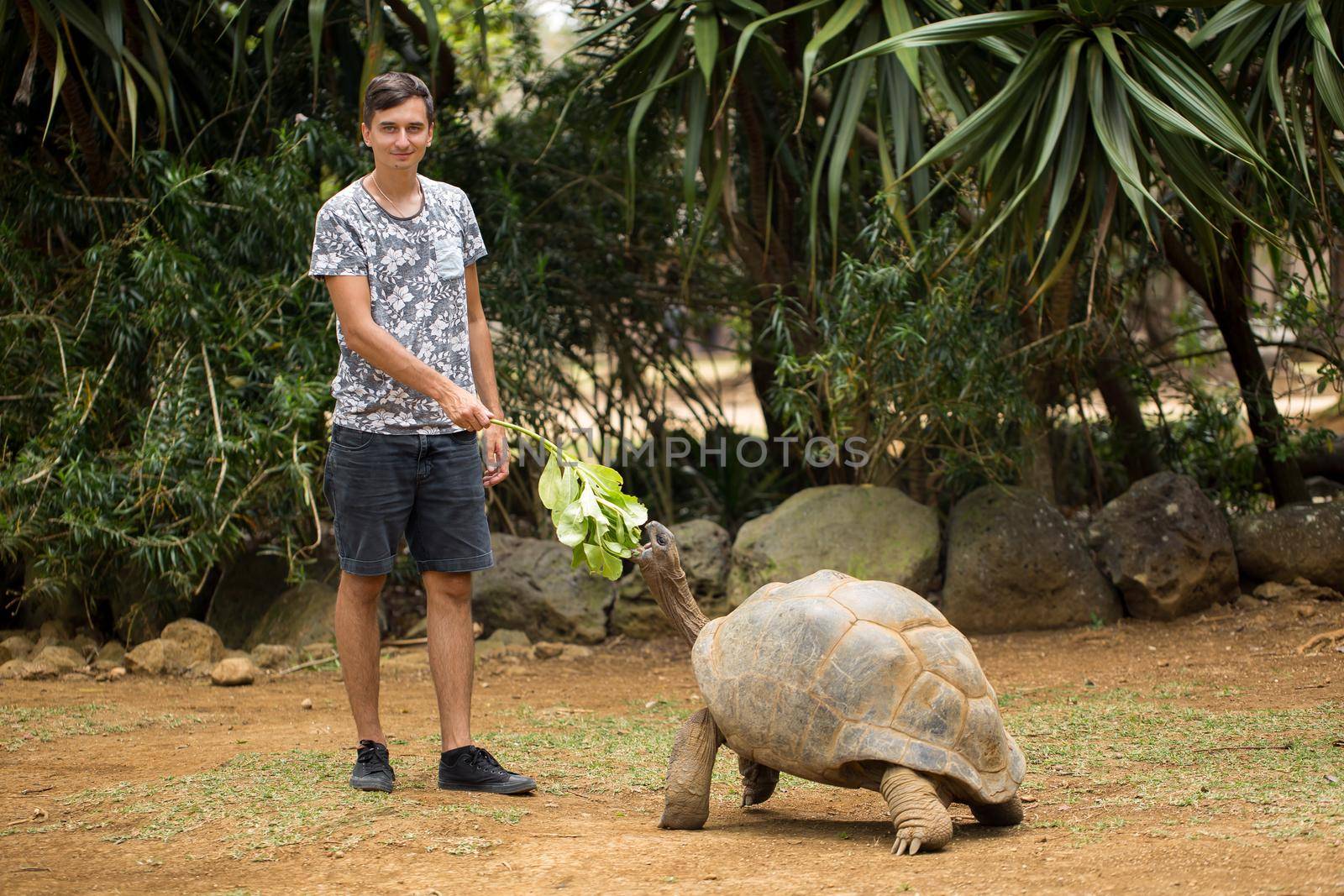 Man feeds with a green branch a big old Aldabra giant tortoises, Aldabrachelys gigantea Seychelles turtle and pats her on an armor.