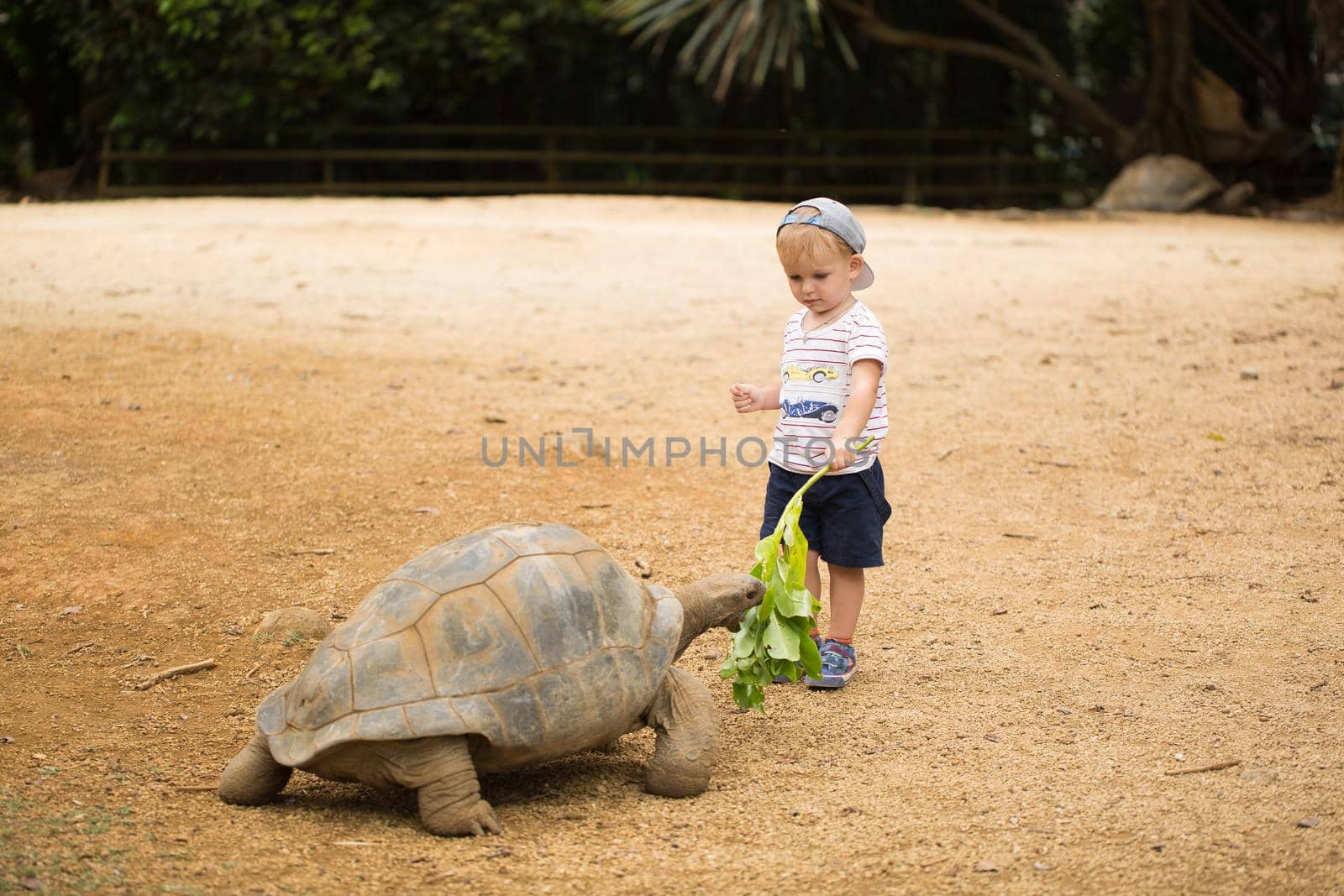 Little boy feeding Aldabra giant tortoise. Mauritius. by StudioPeace