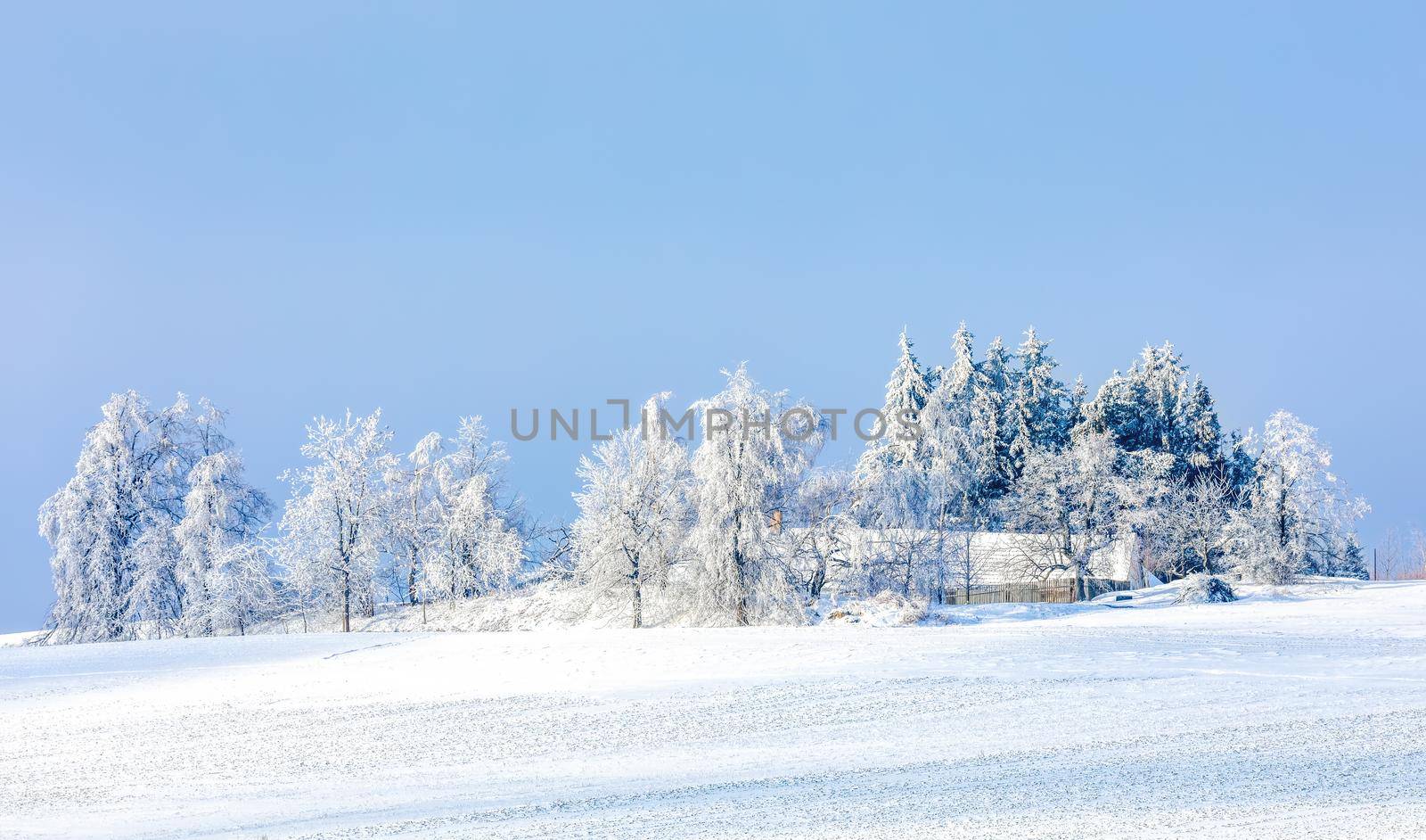 Winter landscape with tree covered by snow by artush