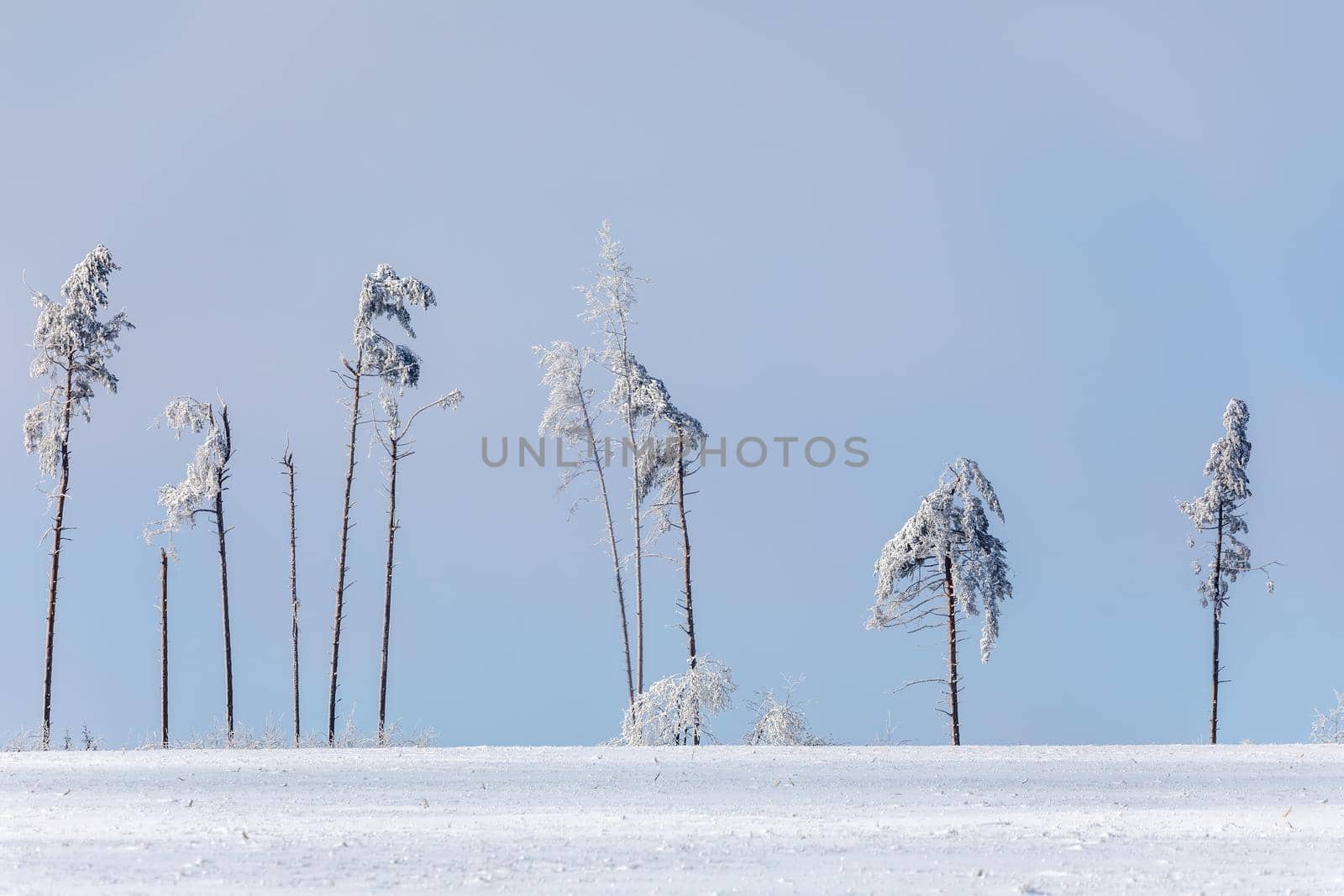 partially deforested forest landscape, winter theme. Spruce tree covered by white snow Czech Republic, Vysocina region highland