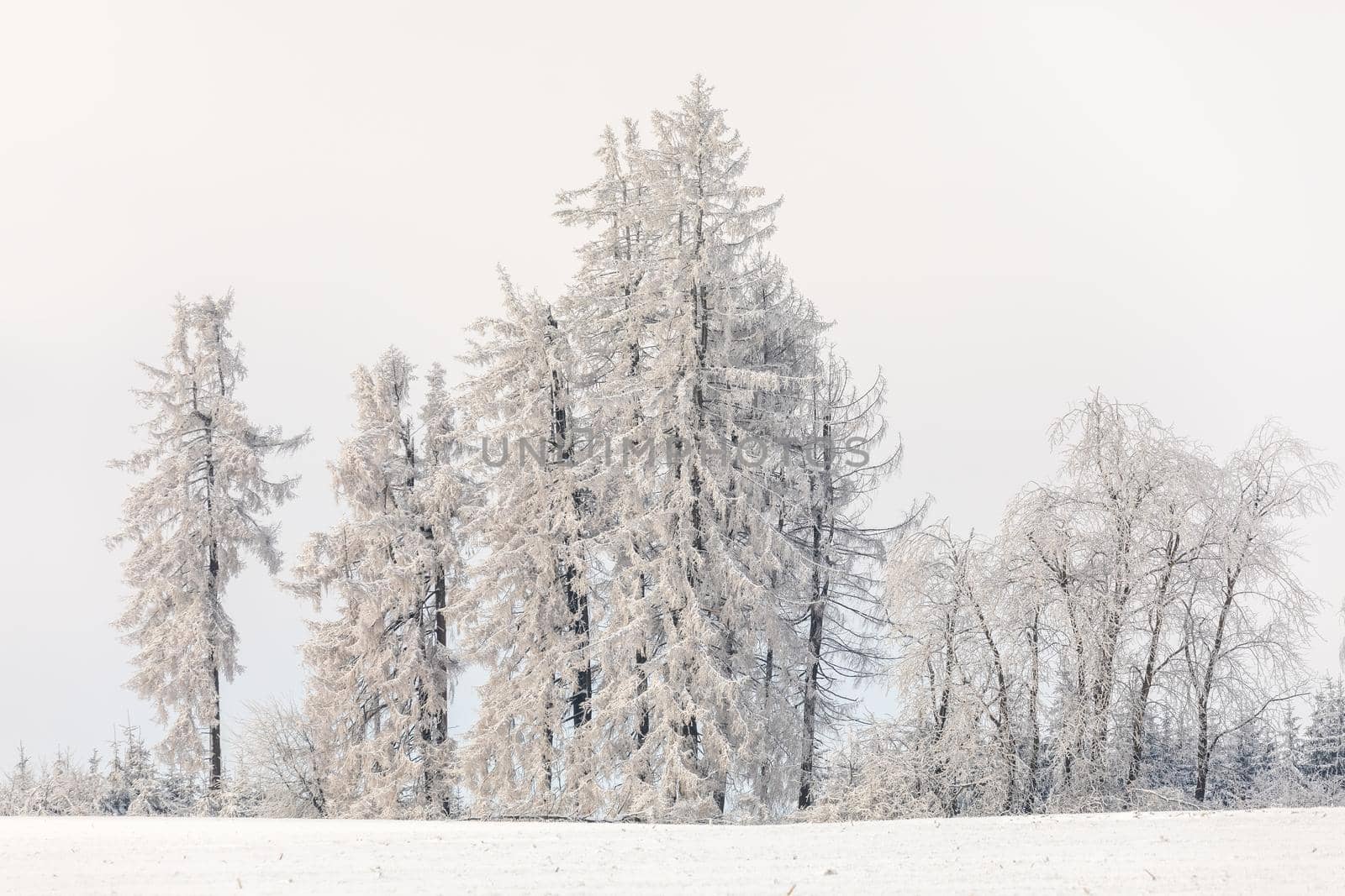 Spruce tree covered by white snow Czech Republic, Vysocina region highland by artush