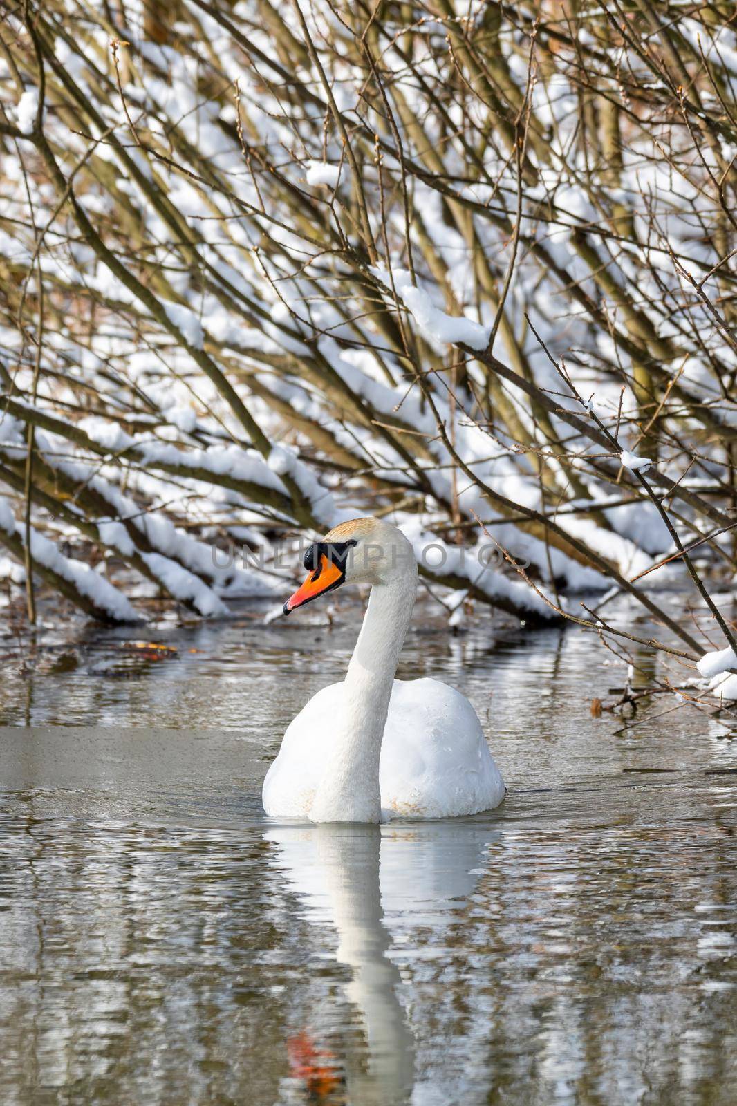 Beauty in nature, mute swan (Cygnus olor) swim in winter on pond on snowy landscape, Czech Republic Europe wildlife