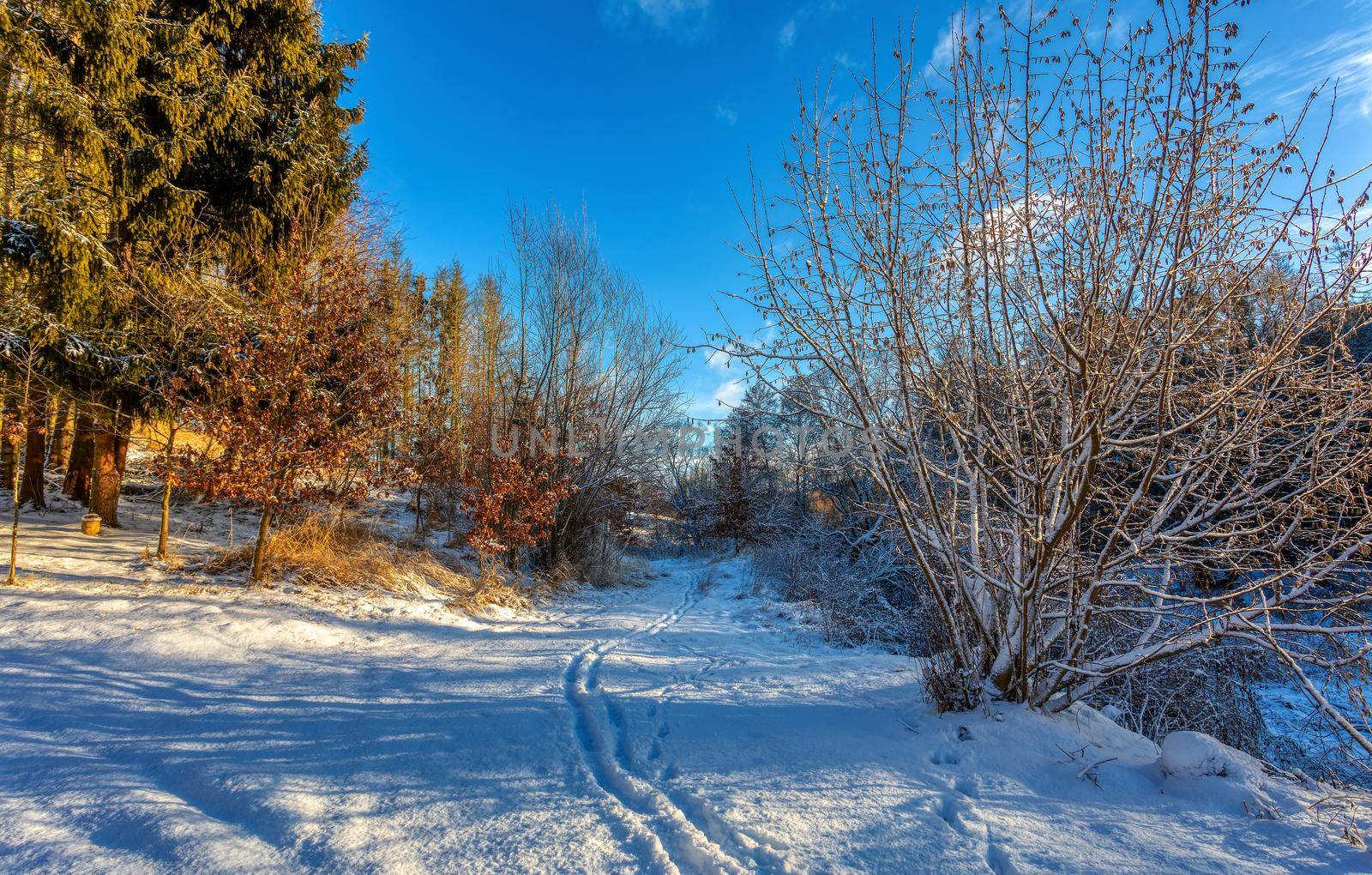 forest landscape with rural path by artush