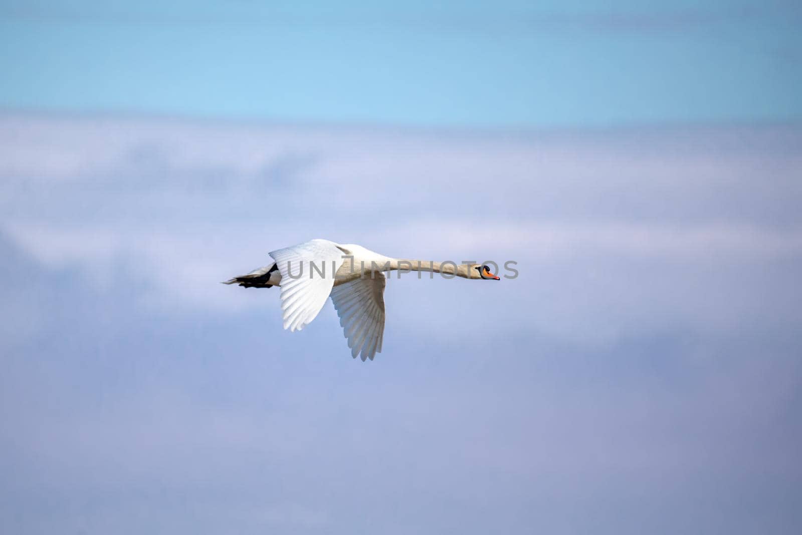 flying Mute Swan, Cygnus Olor, In Flight. Europe, Czech Republic wildlife