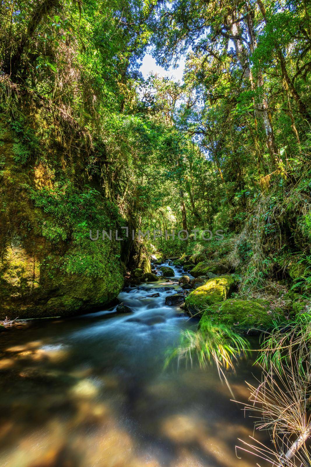 Small wild mountain river Rio Savegre, long exposure and milky water. Stunning landscape of wilderness and pure nature. San Gerardo de Dota, Costa Rica.