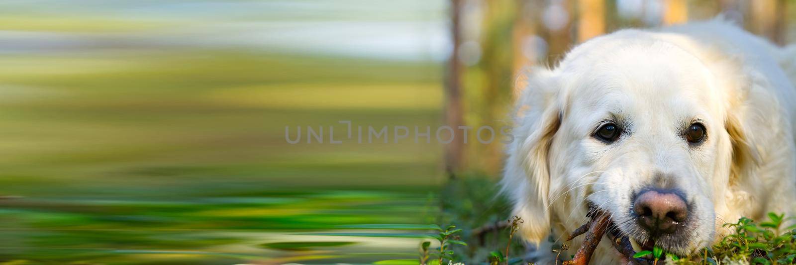 Golder Retreiver dog, in the park, smiling, laying around. Retriever dog. by PhotoTime