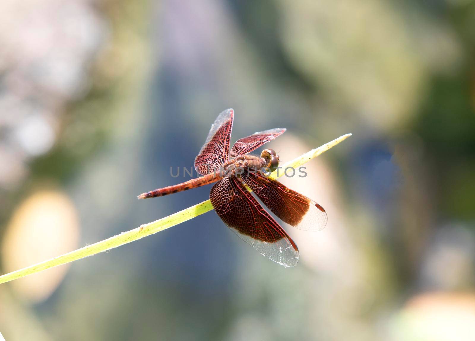 Red dragonfly with green soft natural background by drpnncpp