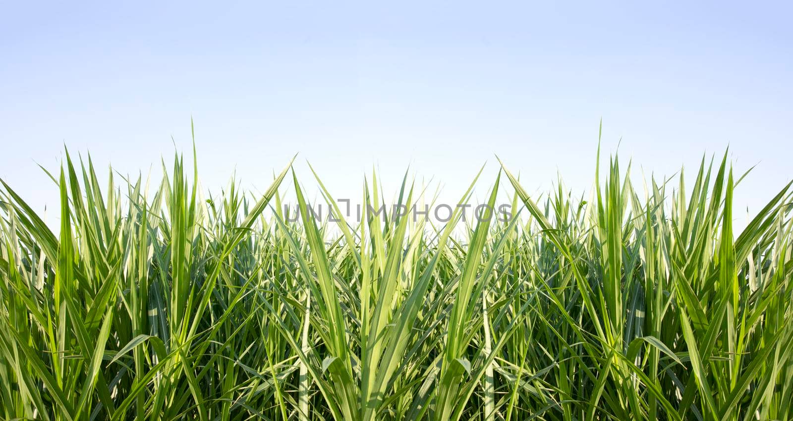 Green grass with blue sky background by drpnncpp