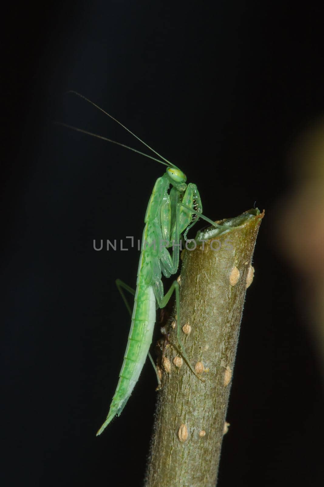 A small green grasshopper lives on branches in nature. to camouflage