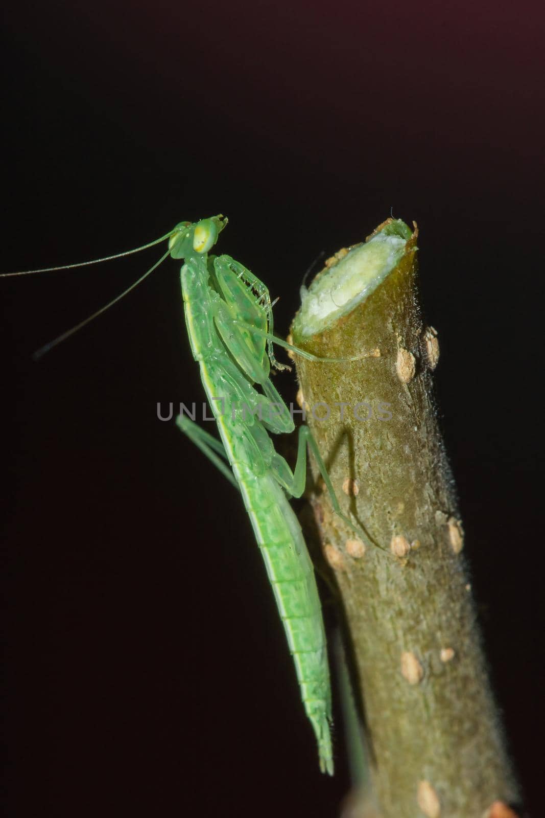 A small green grasshopper lives on branches in nature. to camouflage