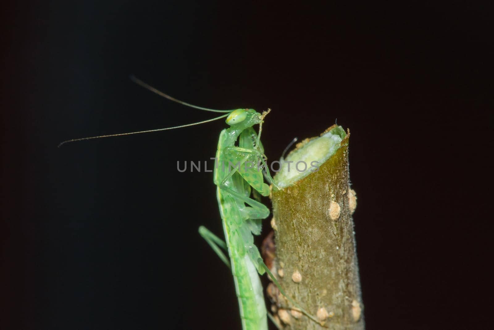 A small green grasshopper lives on branches in nature. to camouflage