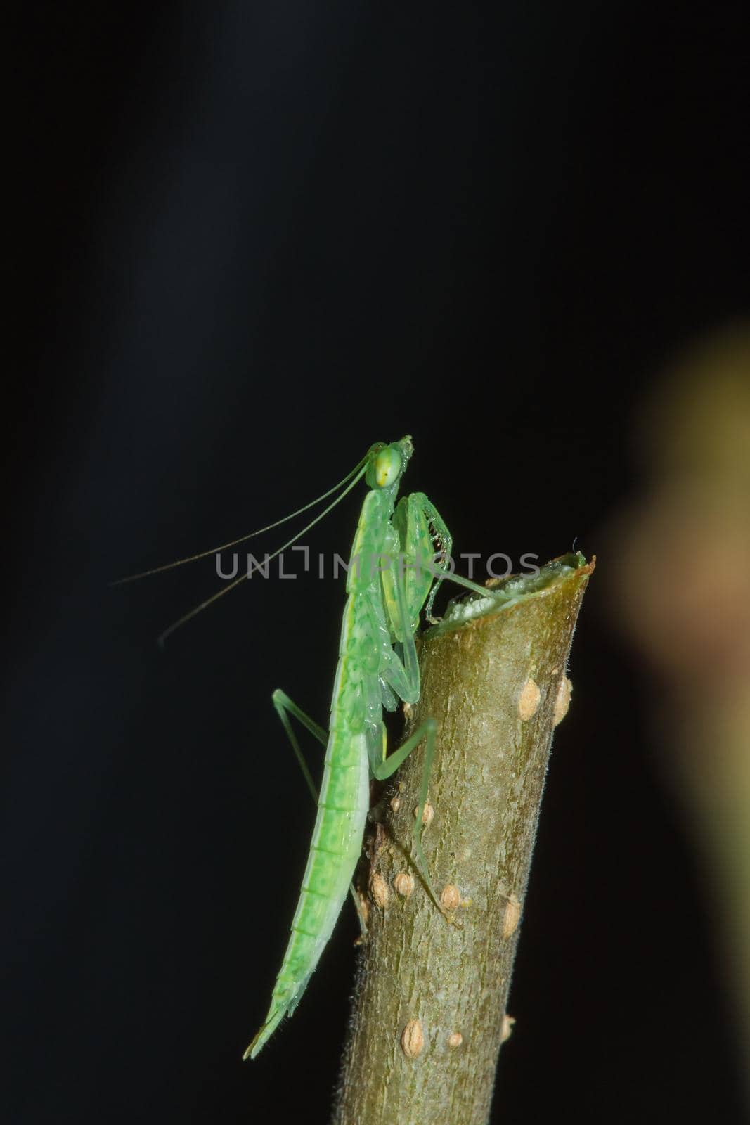 A small green grasshopper lives on branches in nature. to camouflage