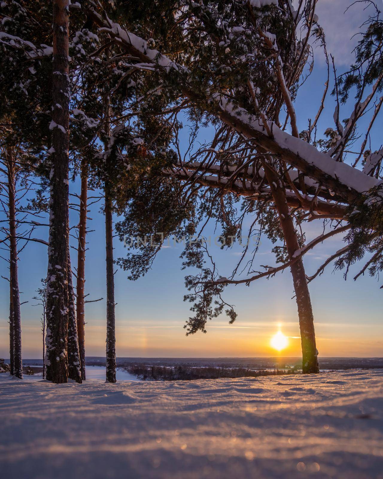 Beautiful christmas evergreen spruce tree with fresh snow in sunset light. photo