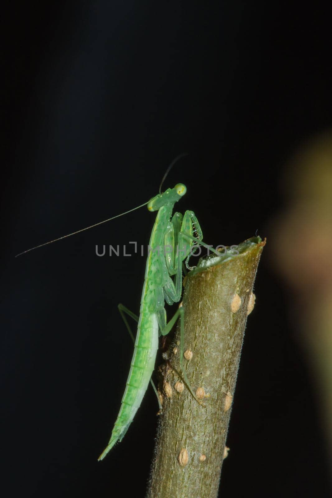 A small green grasshopper lives on branches in nature. to camouflage