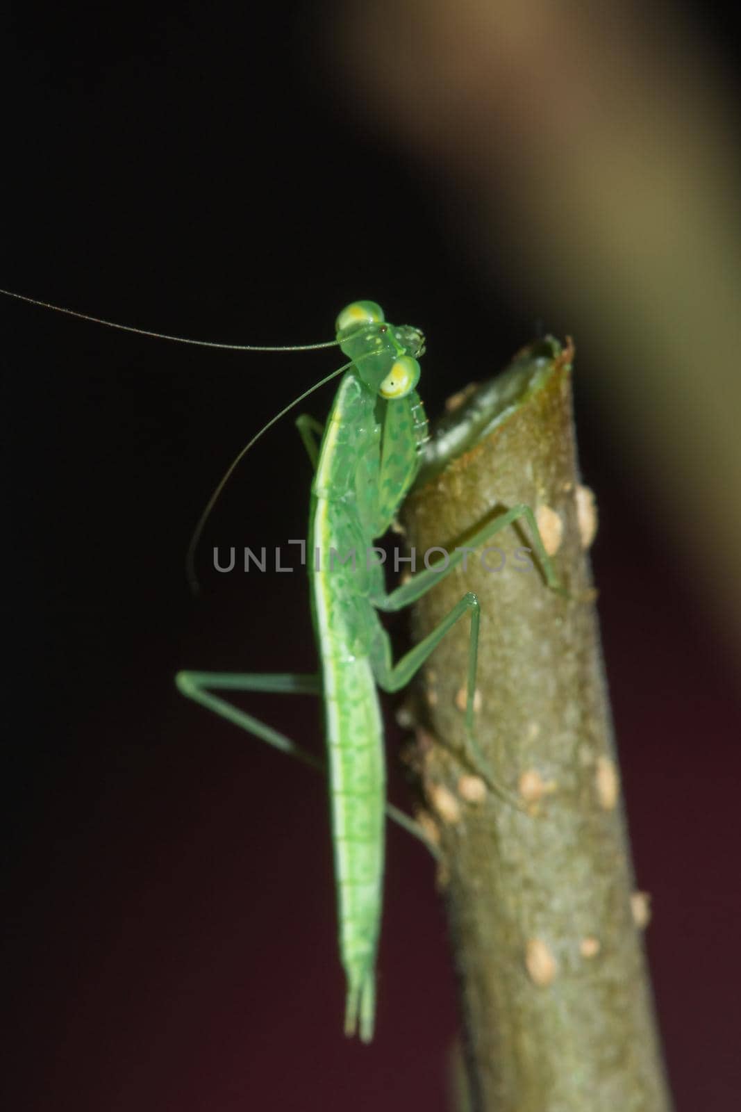 A small green grasshopper lives on branches in nature. to camouflage