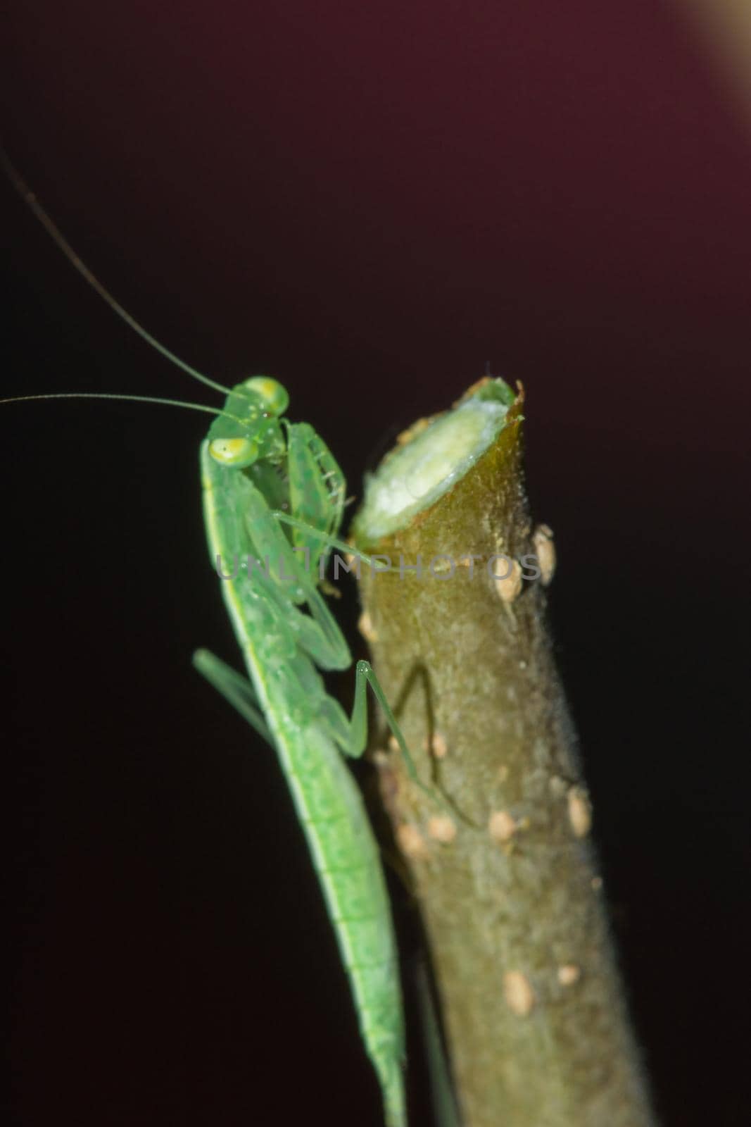 A small green grasshopper lives on branches in nature. to camouflage