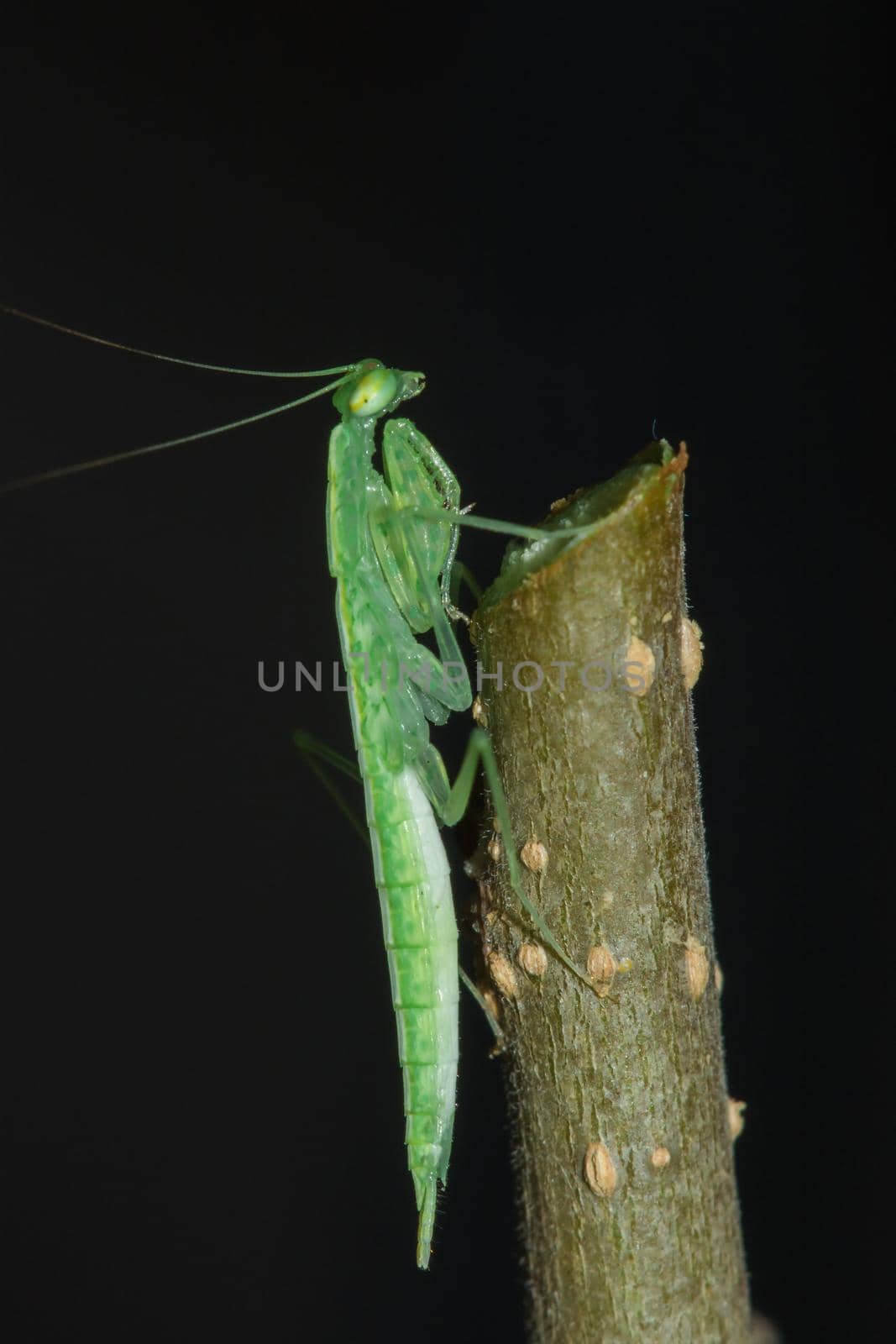 A small green grasshopper lives on branches in nature. to camouflage