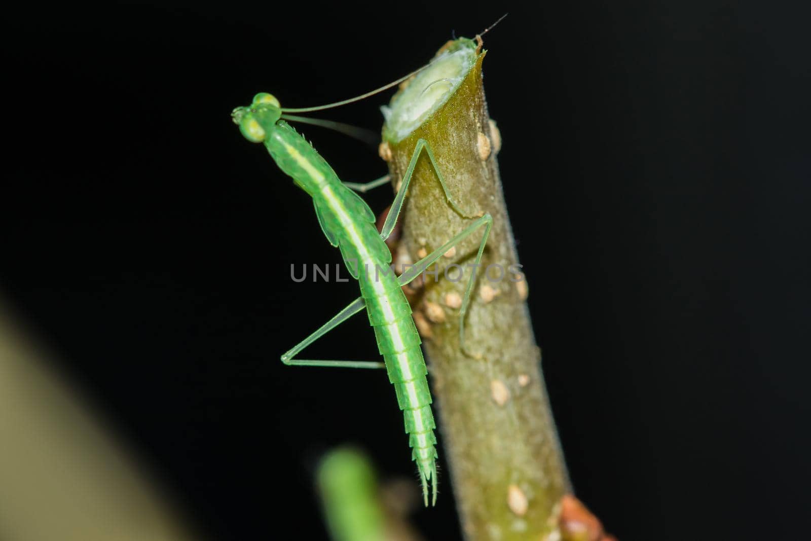 A small green grasshopper lives on branches in nature. to camouflage