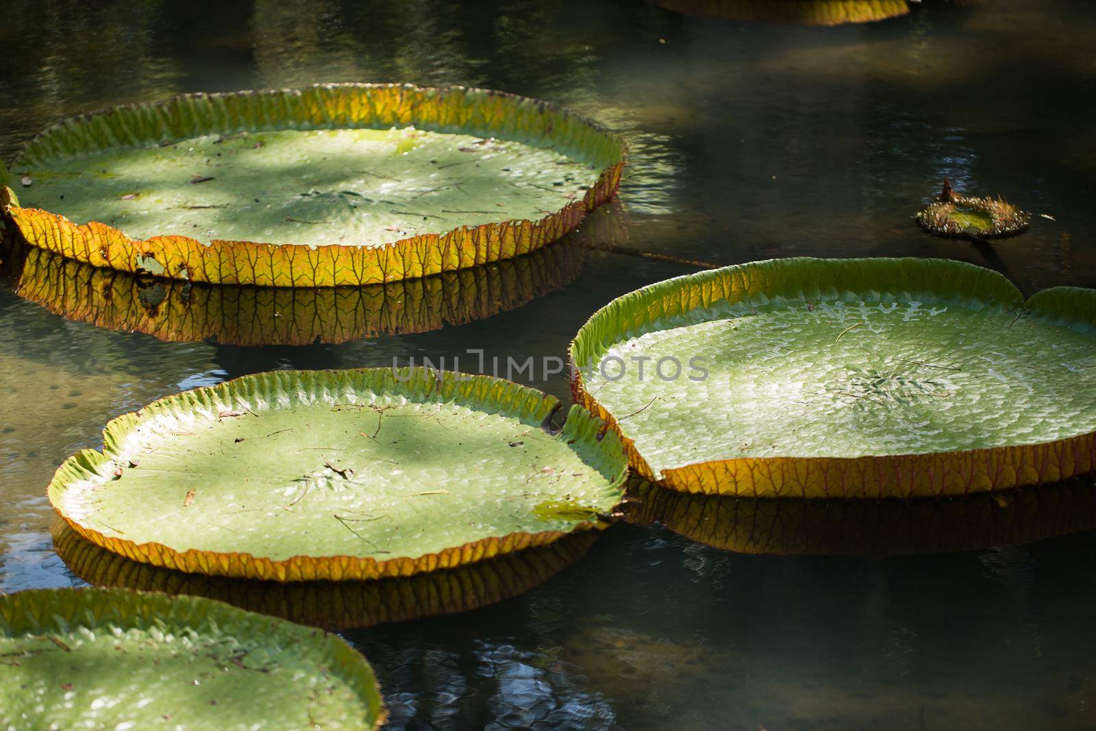 Giant, amazonian lily in water at the Pamplemousess botanical Gardens in Mauritius. Victoria amazonica, Victoria regia