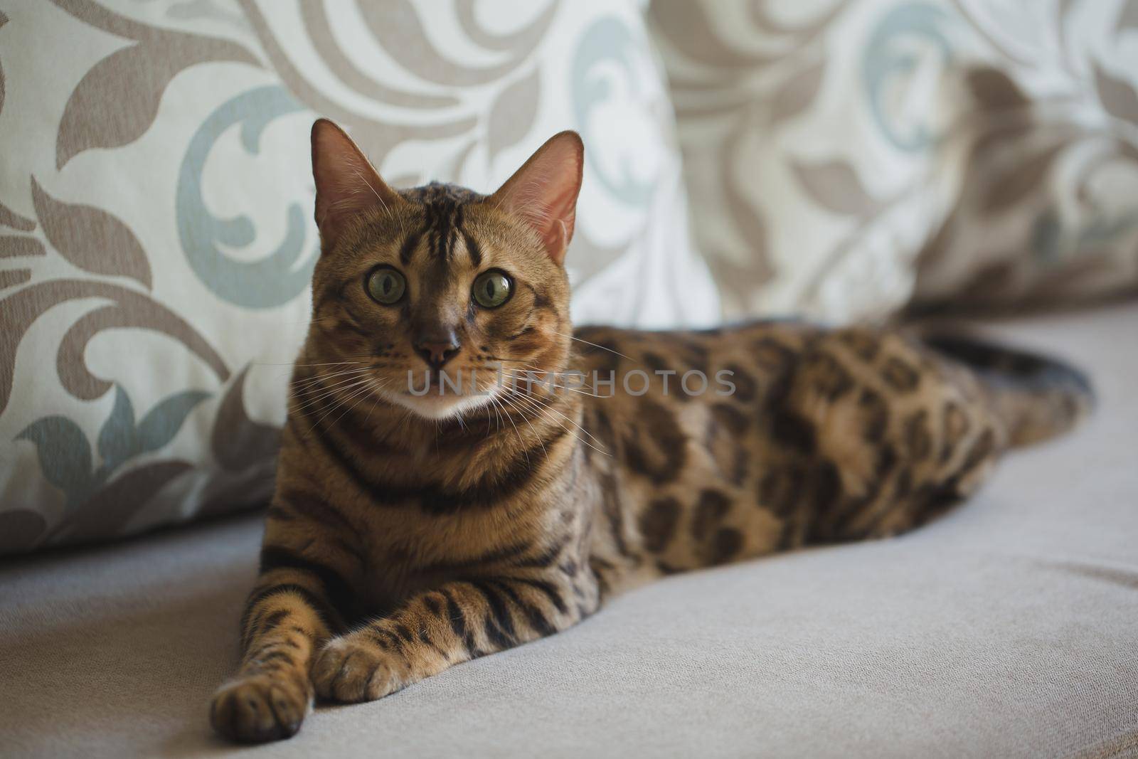 The color of a tiger cat on a light sofa.