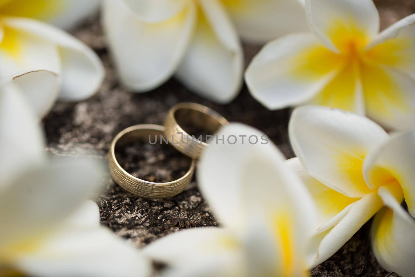 Wedding rings on the bark of a tree. Flowers plumeria by StudioPeace
