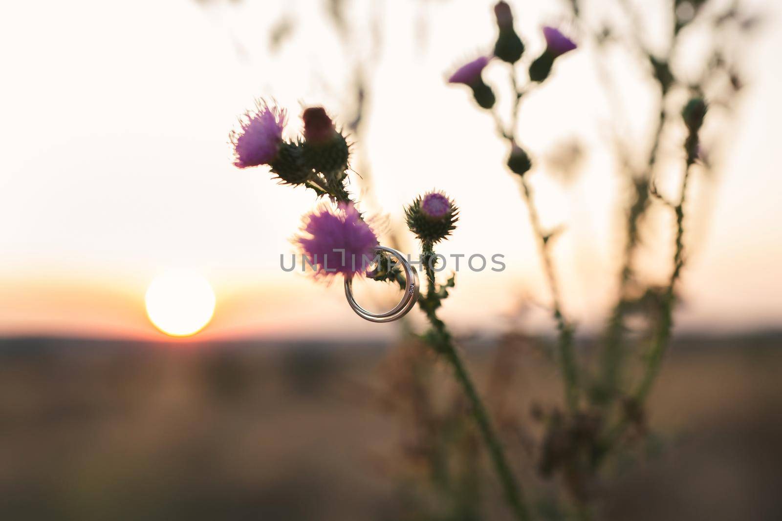 Wedding rings hang on a flower against the background of the sunset. by StudioPeace