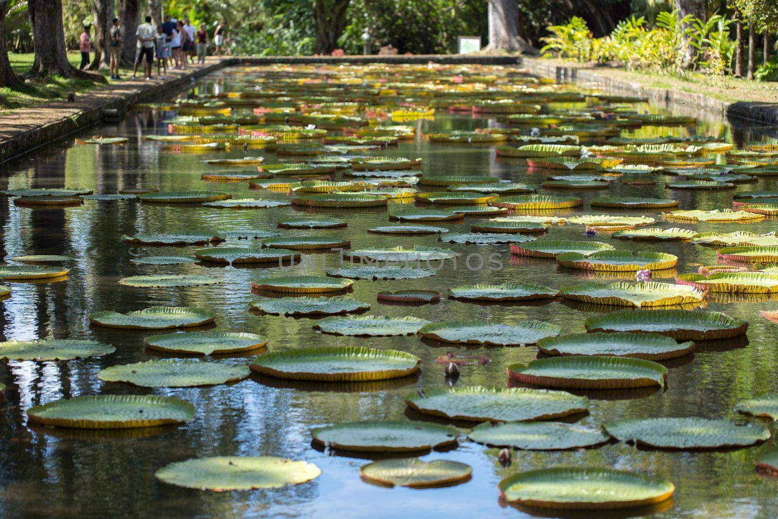 Giant, amazonian lily in water at the Pamplemousess botanical Gardens in Mauritius. Victoria amazonica, Victoria regia