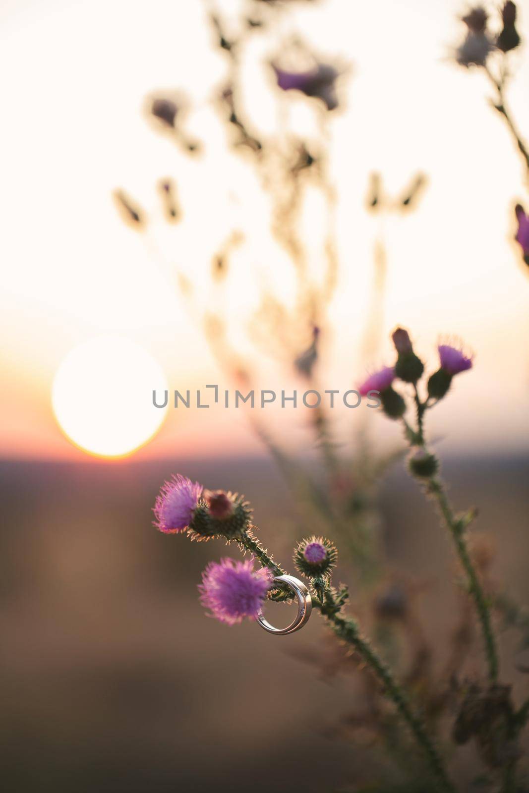 Wedding rings hang on a flower against the background of the sunset