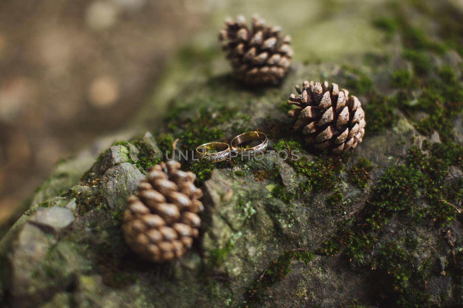 Gold wedding rings and fir cones on the bark with moss by StudioPeace