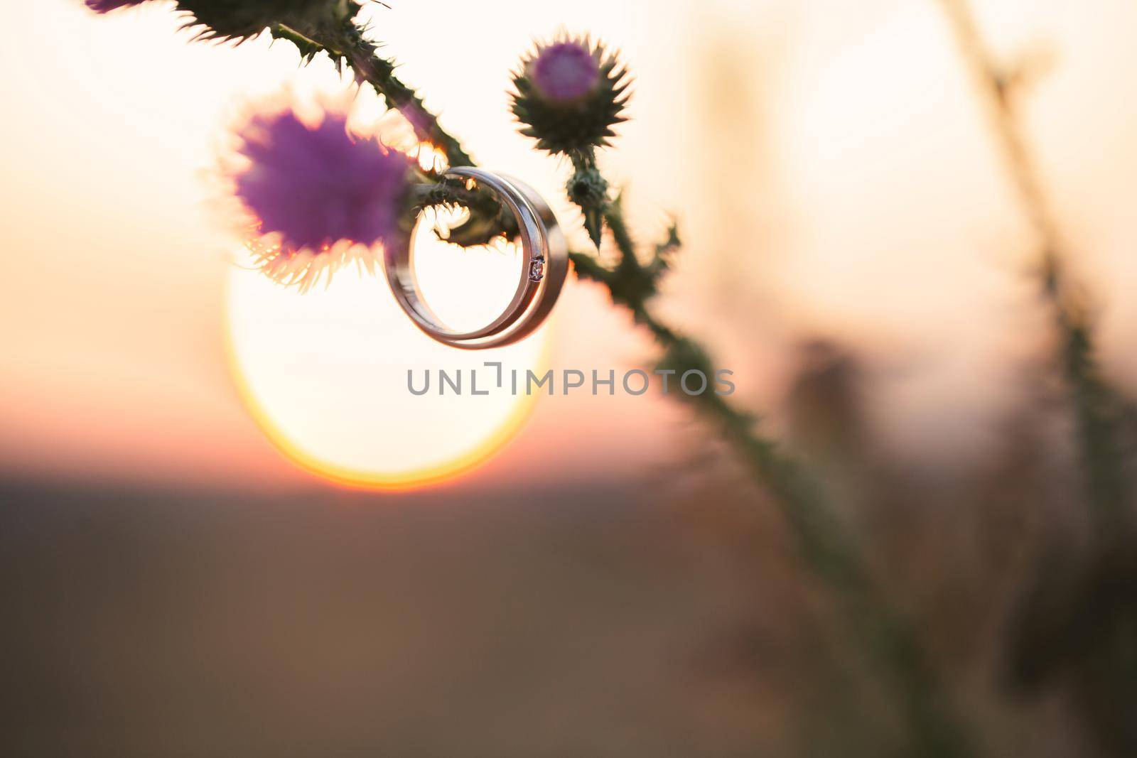 Wedding rings hang on a flower against the background of the sunset