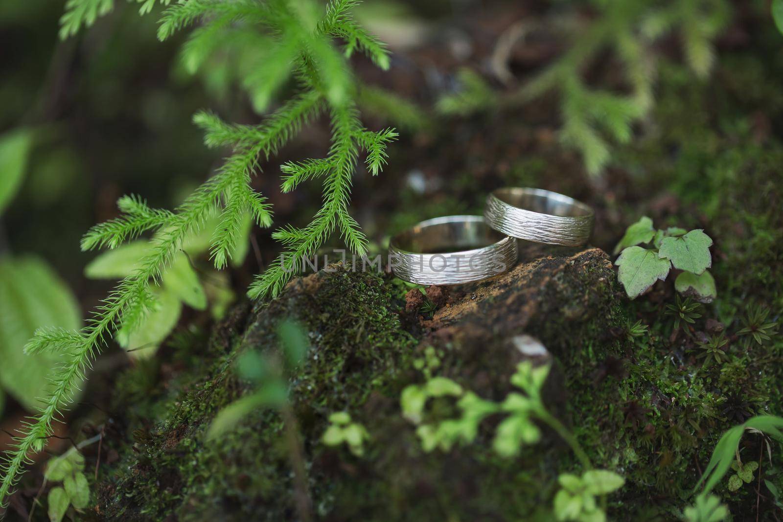 Golden wedding rings on green moss in forest. by StudioPeace