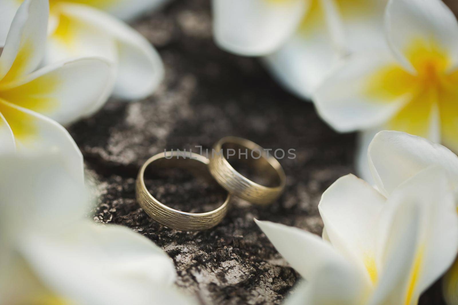 Wedding rings on the bark of a tree. Flowers plumeria.