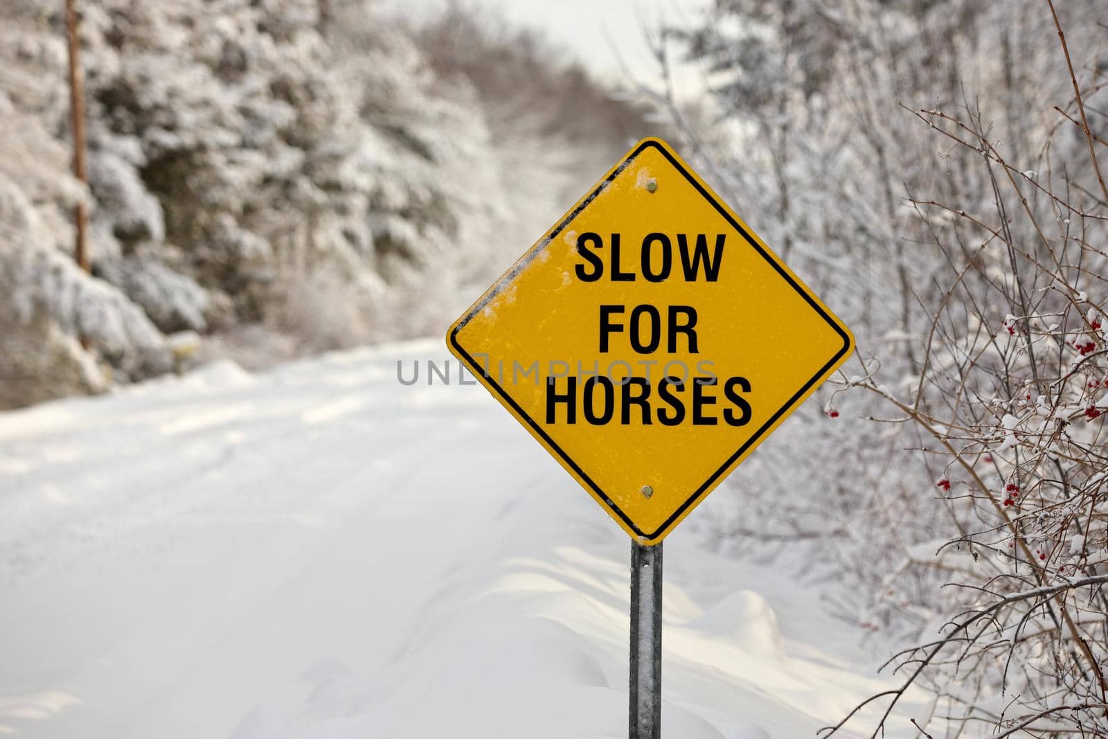 A Yellow Warning Sign reading Slow for Horses by markvandam