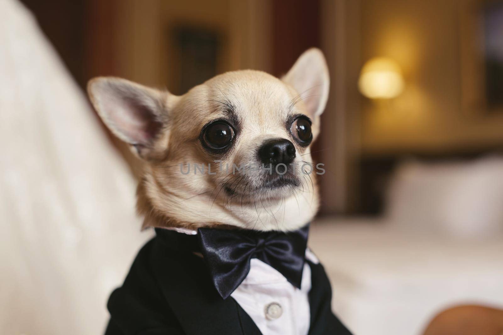 A chihuahua dog in a tuxedo at a wedding by StudioPeace
