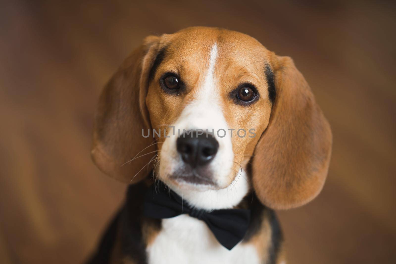 A smart dog in a bow tie at a wedding.