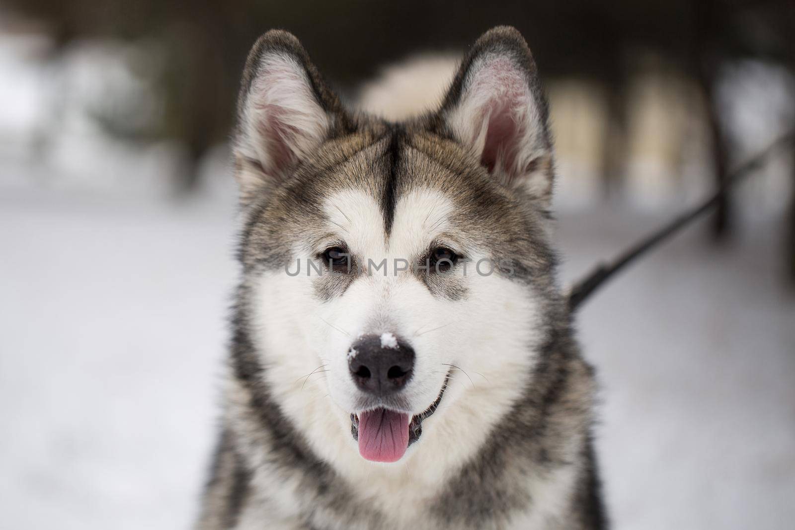 Dog Siberian husky in the winter in the woods by StudioPeace