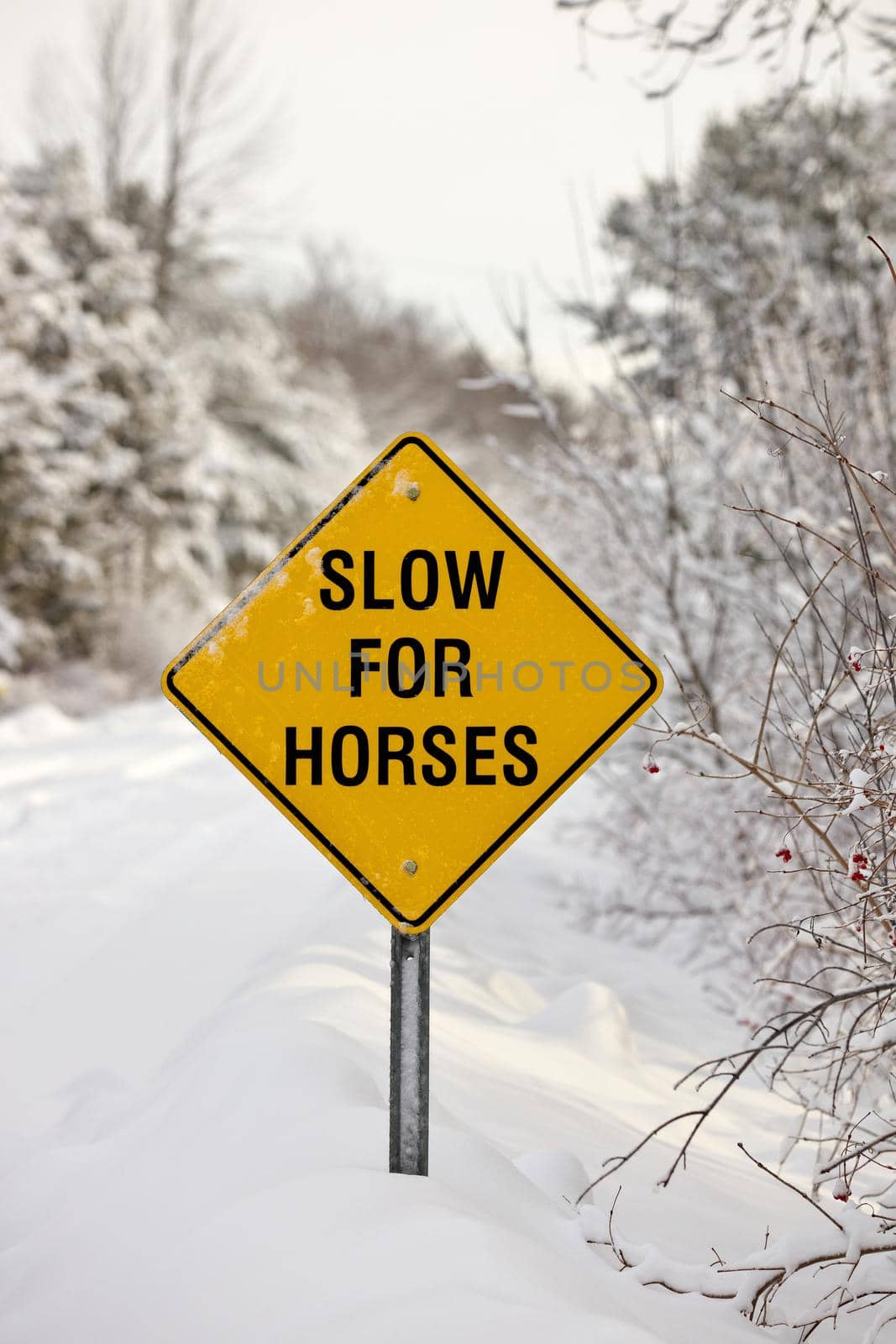 A Yellow Warning Sign reading Slow for Horses on a rural road in the winter. High quality photo