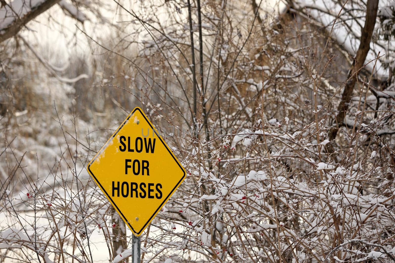 A Yellow Warning Sign reading Slow for Horses on a rural road in the winter. A rustic barn is blurred out of focus in the background. High quality photo