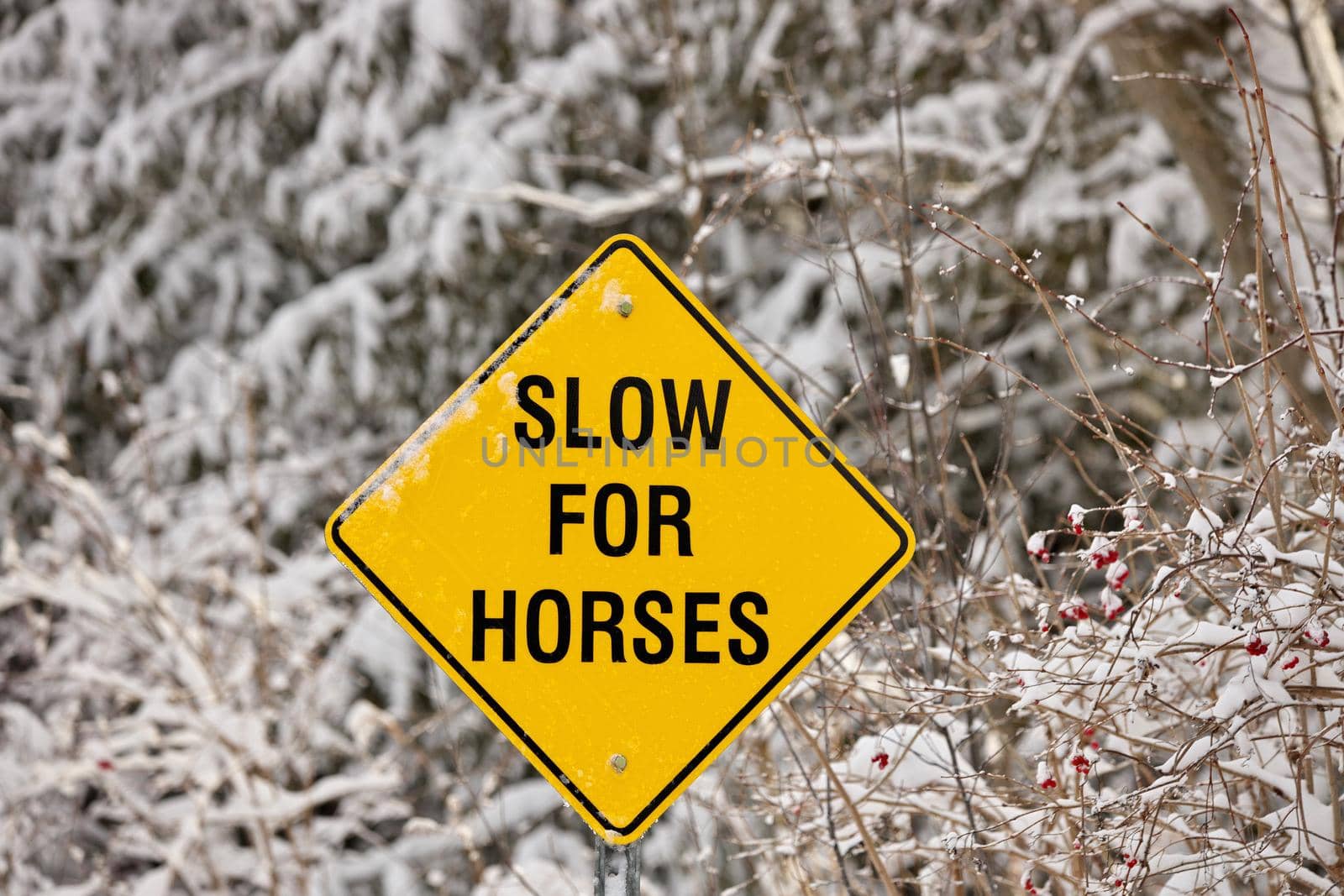 A Yellow Warning Sign reading Slow for Horses by markvandam