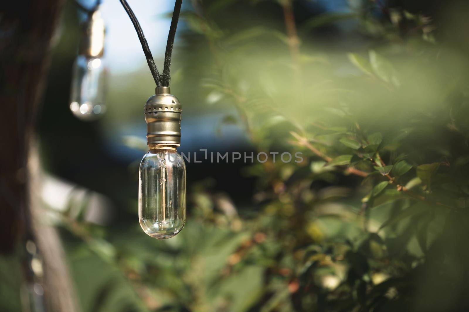 Burning light bulb hanging from a tree in a garden decoration wedding celebration. by StudioPeace