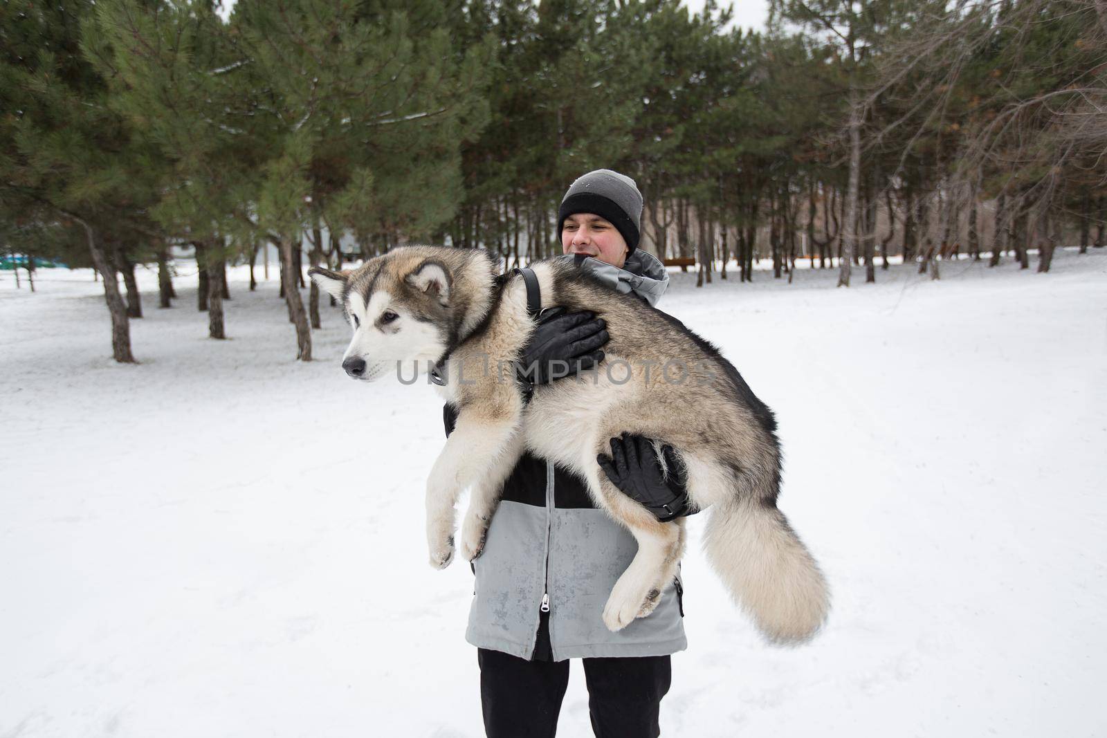 Happy man in winter forest with a dog. To play with the dog Siberian husky by StudioPeace