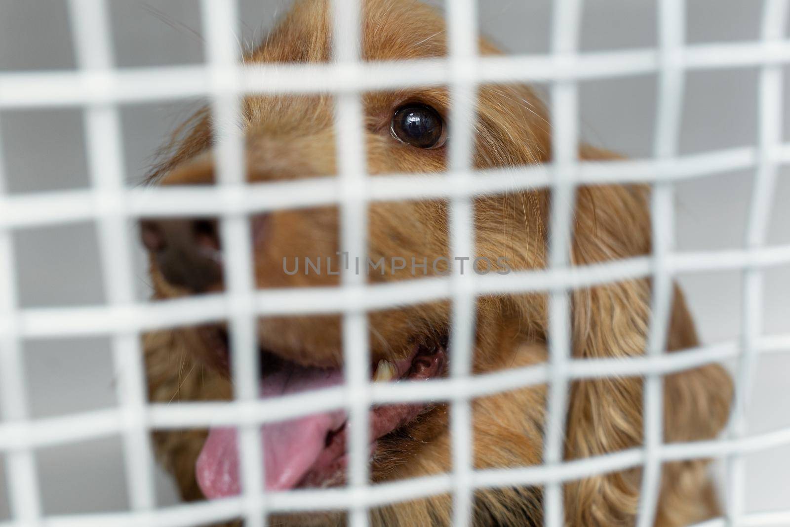 Sick dog in a cage in a veterinary clinic for animals. by StudioPeace