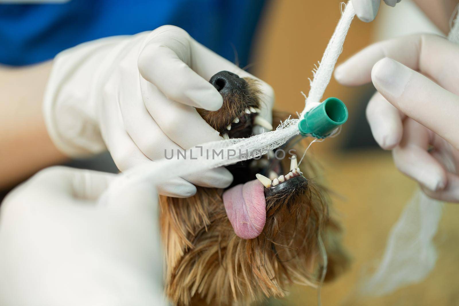 Veterinarian surgery, putting anesthesia breathing circuit set to dog mouth