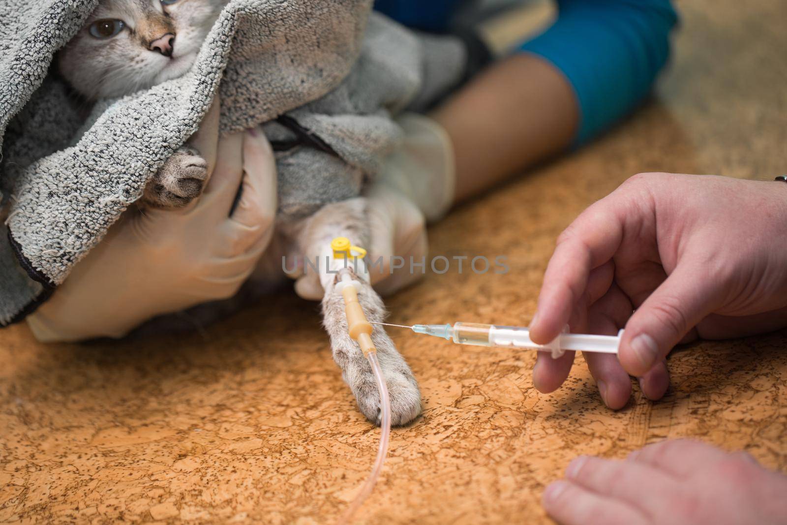 Veterinarian makes an injection to a cat in the catheter